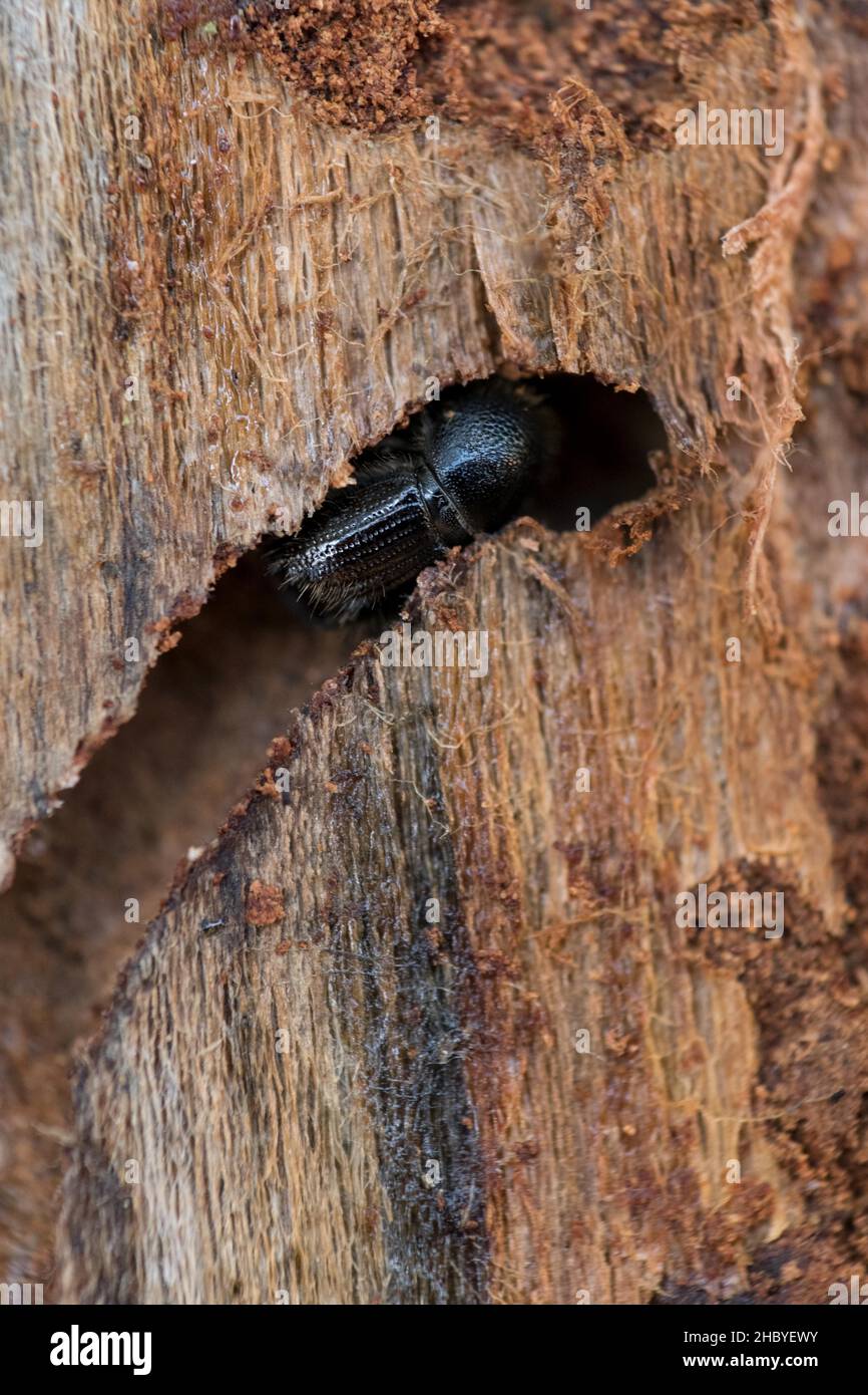 European spruce bark beetle (Ips typographus), beetle making tunnels