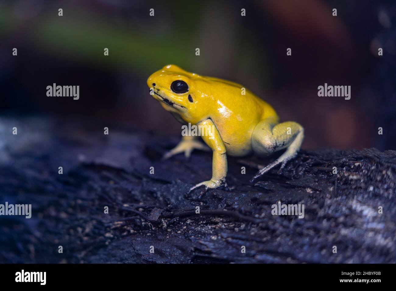 Golden poison frog (Phyllobates terribilis), Germany Stock Photo