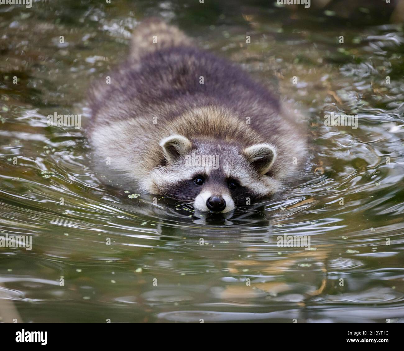 Raccoon (Procyon lotor), Germany Stock Photo
