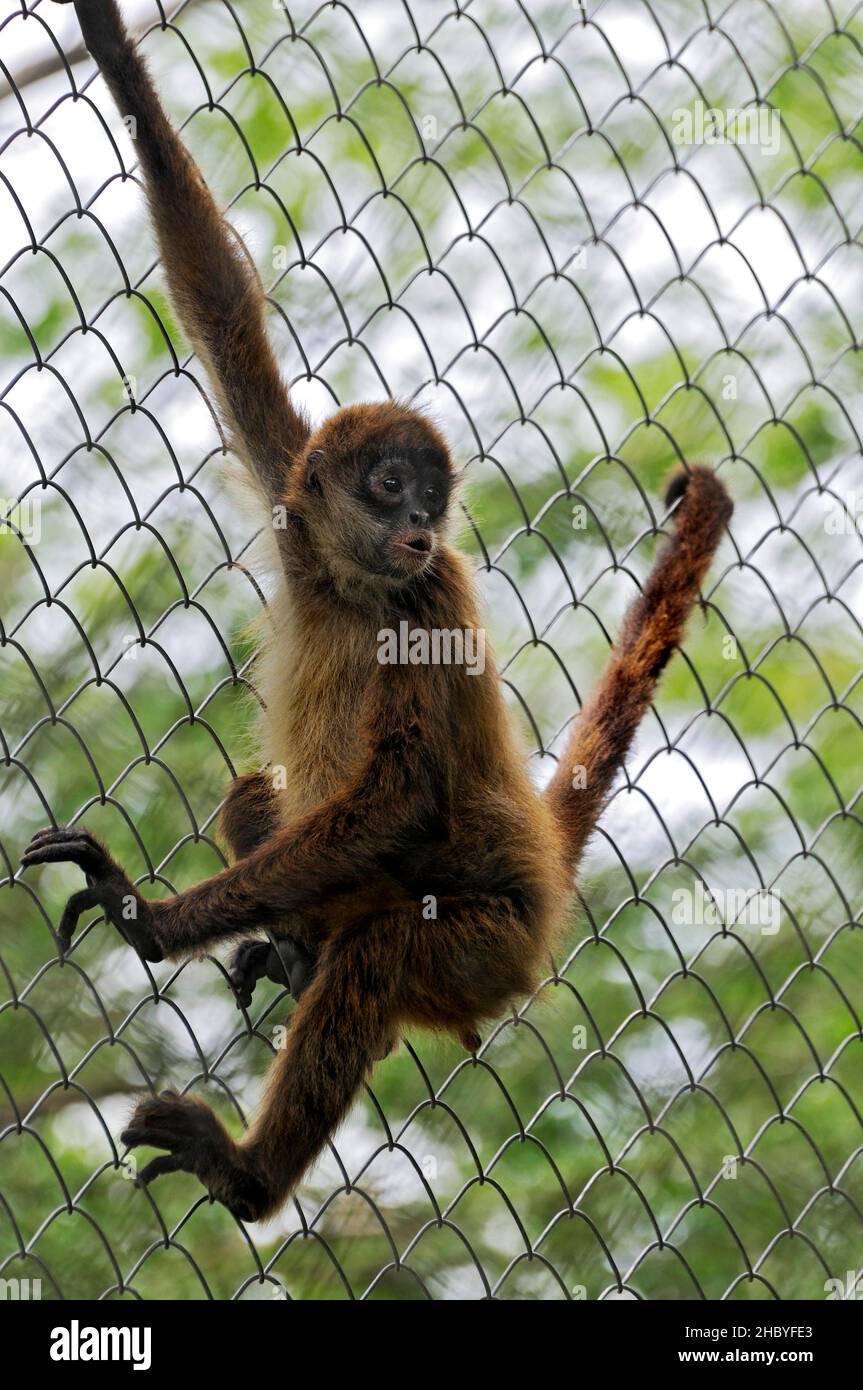 Howler monkey (Alouatta), Las Pumas, Animal Sanctuary, Guanacaste Province, Costa Rica, Central America Stock Photo