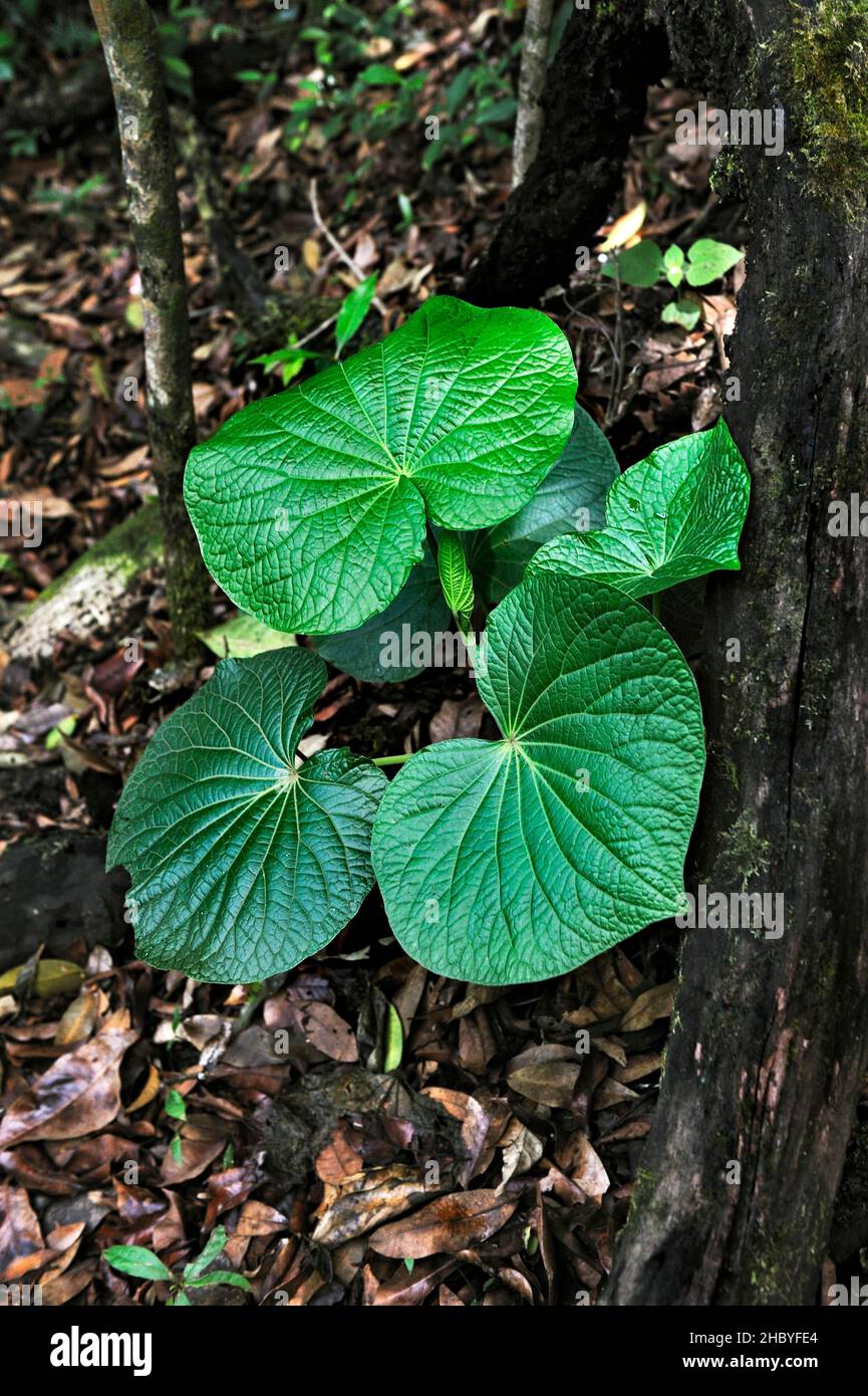 Beautiful green leaves, Rincon de la Vieja National Park, Guanacaste Province, Costa Rica, Central America Stock Photo