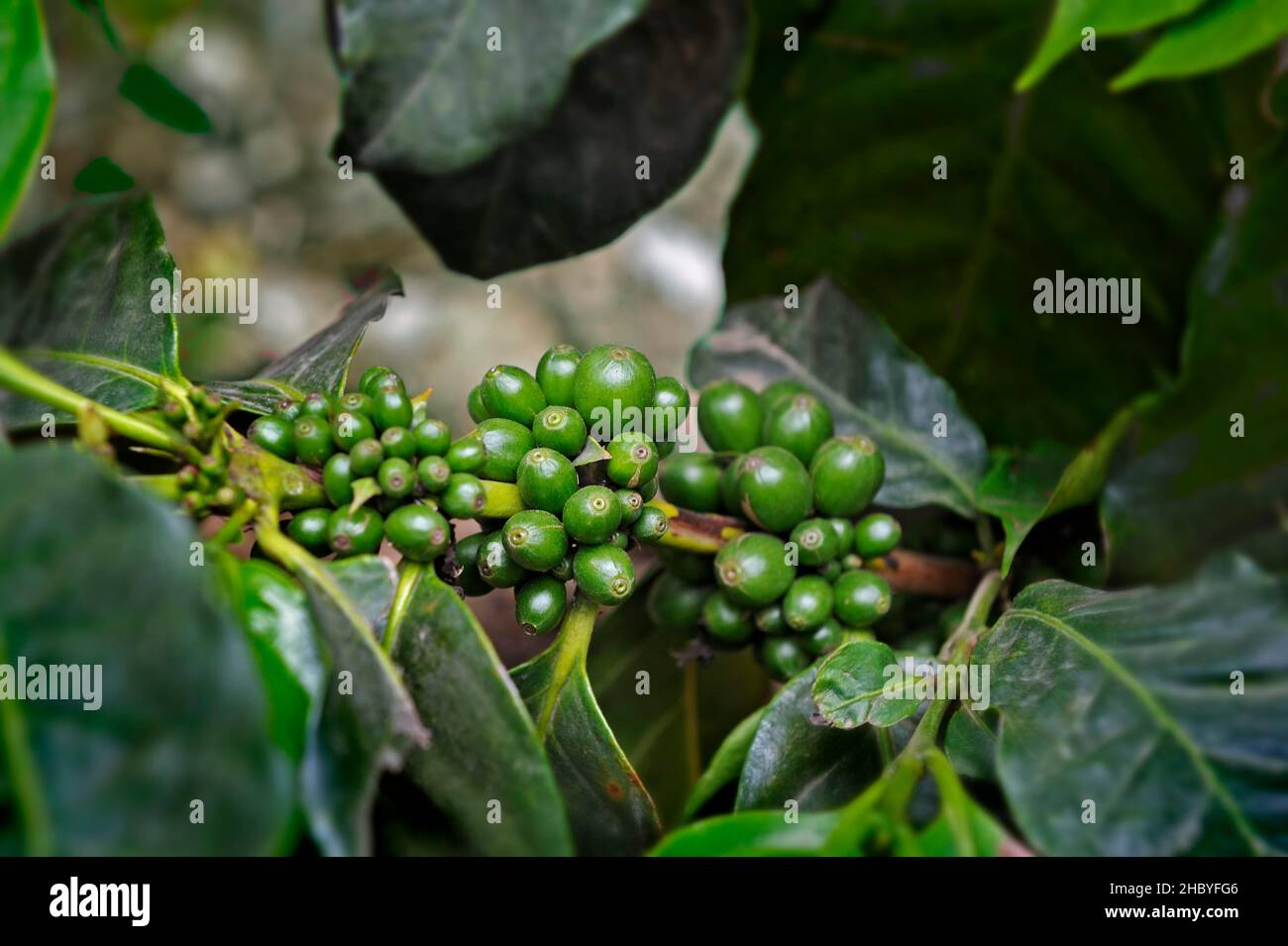 Coffee cultivation, coffee beans on a bush, Monte-Verde, Alajuela Province, Costa Rica, Central America Stock Photo