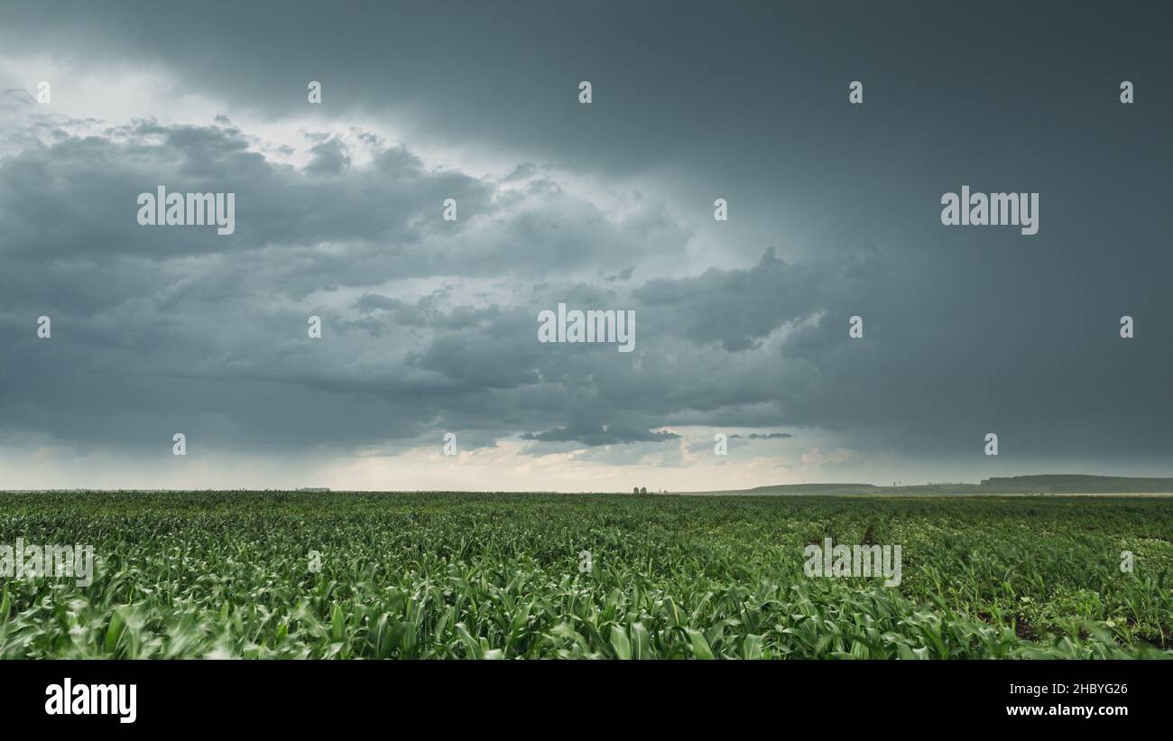 Rainy Sky With Rain Clouds On Horizon Above Rural Landscape Maize Field