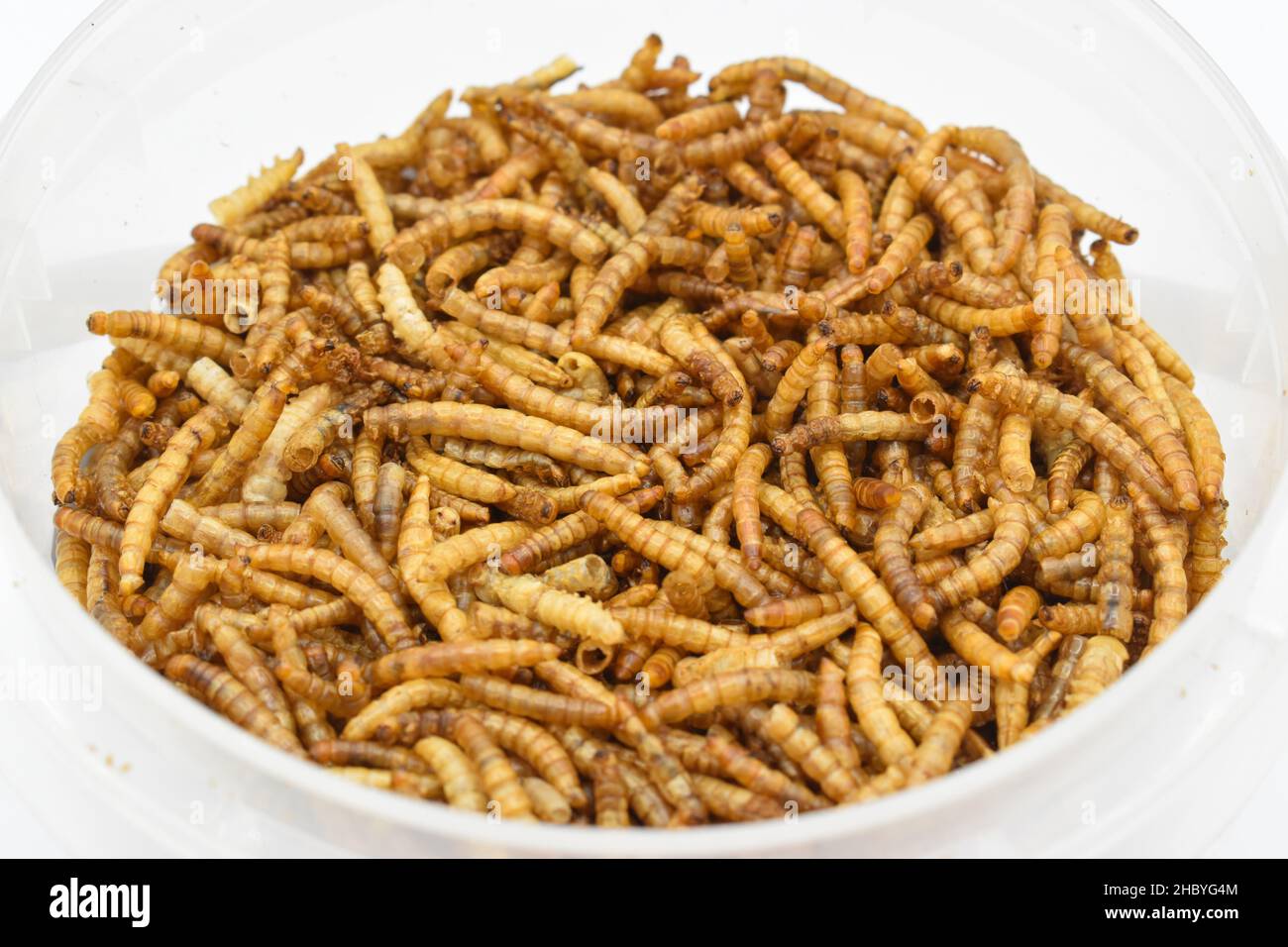 Protyn arowana fish food, dried black soilder fry larvae. Closeup view. Stock Photo