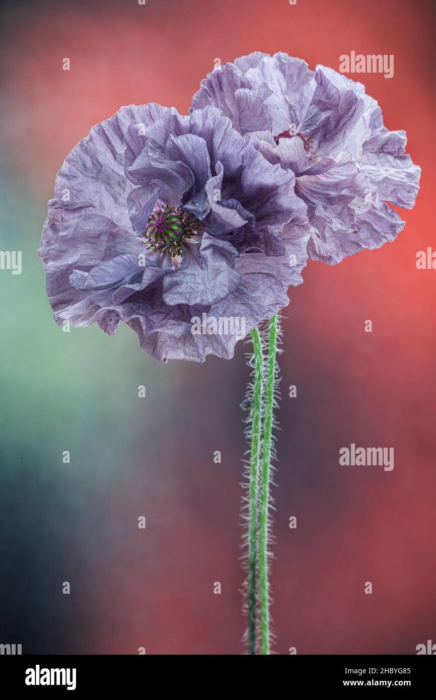 Poppies studio hi-res stock photography and images - Alamy