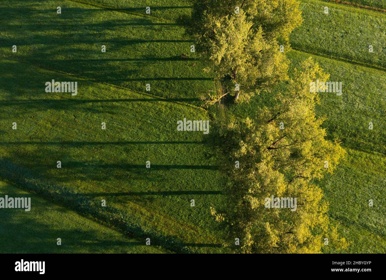 Drone image, group of deciduous trees in a meadow casting long shadows, Mondseeland, Salzkammergut, Upper Austria, Austria Stock Photo