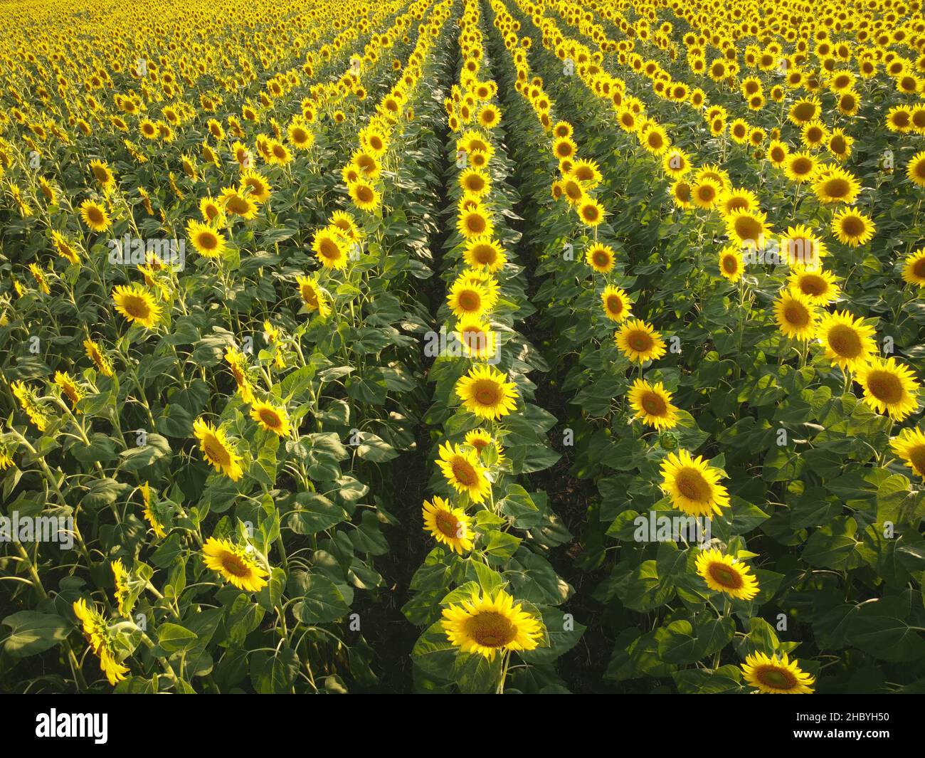 Yellow Rows Bright field rows ripe sunflowers hi-res stock photography and images ...