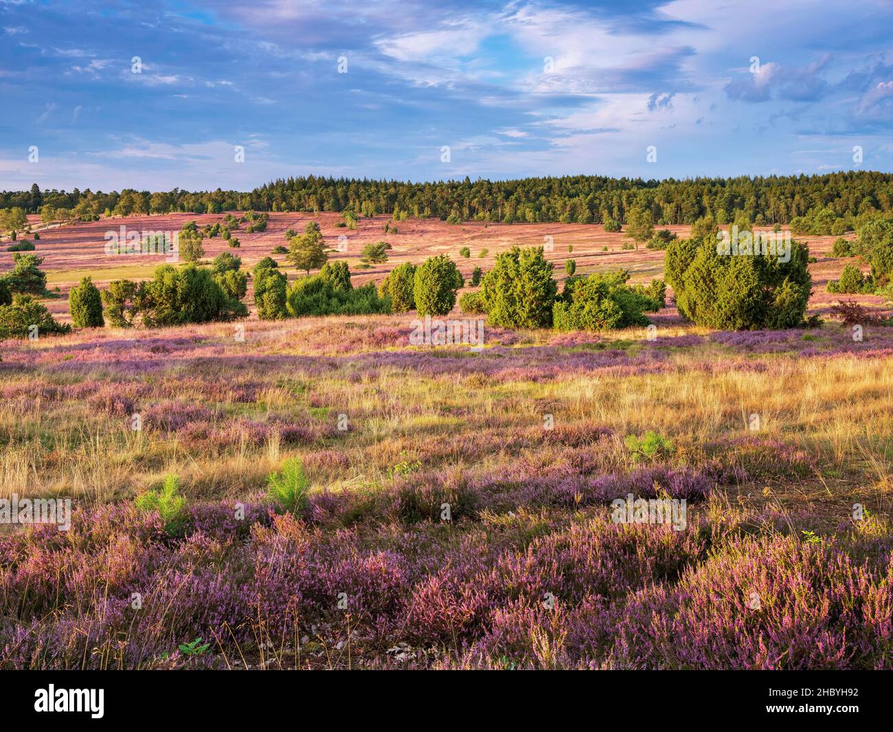 Typical heath landscape with flowering heather and juniper in the evening light, Lueneburg Heath, Lower Saxony, Germany Stock Photo