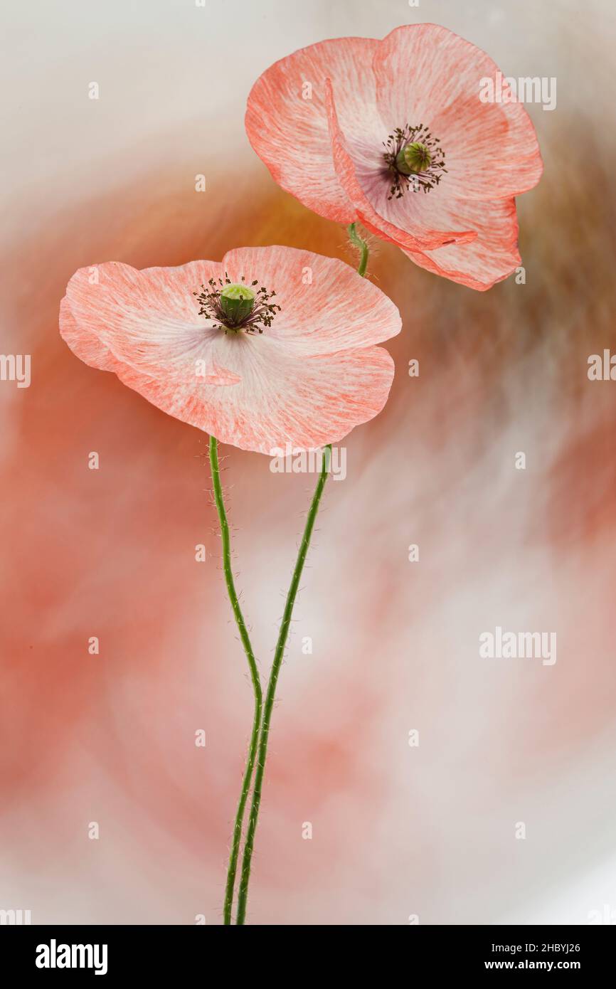 Poppies studio hi-res stock photography and images - Alamy