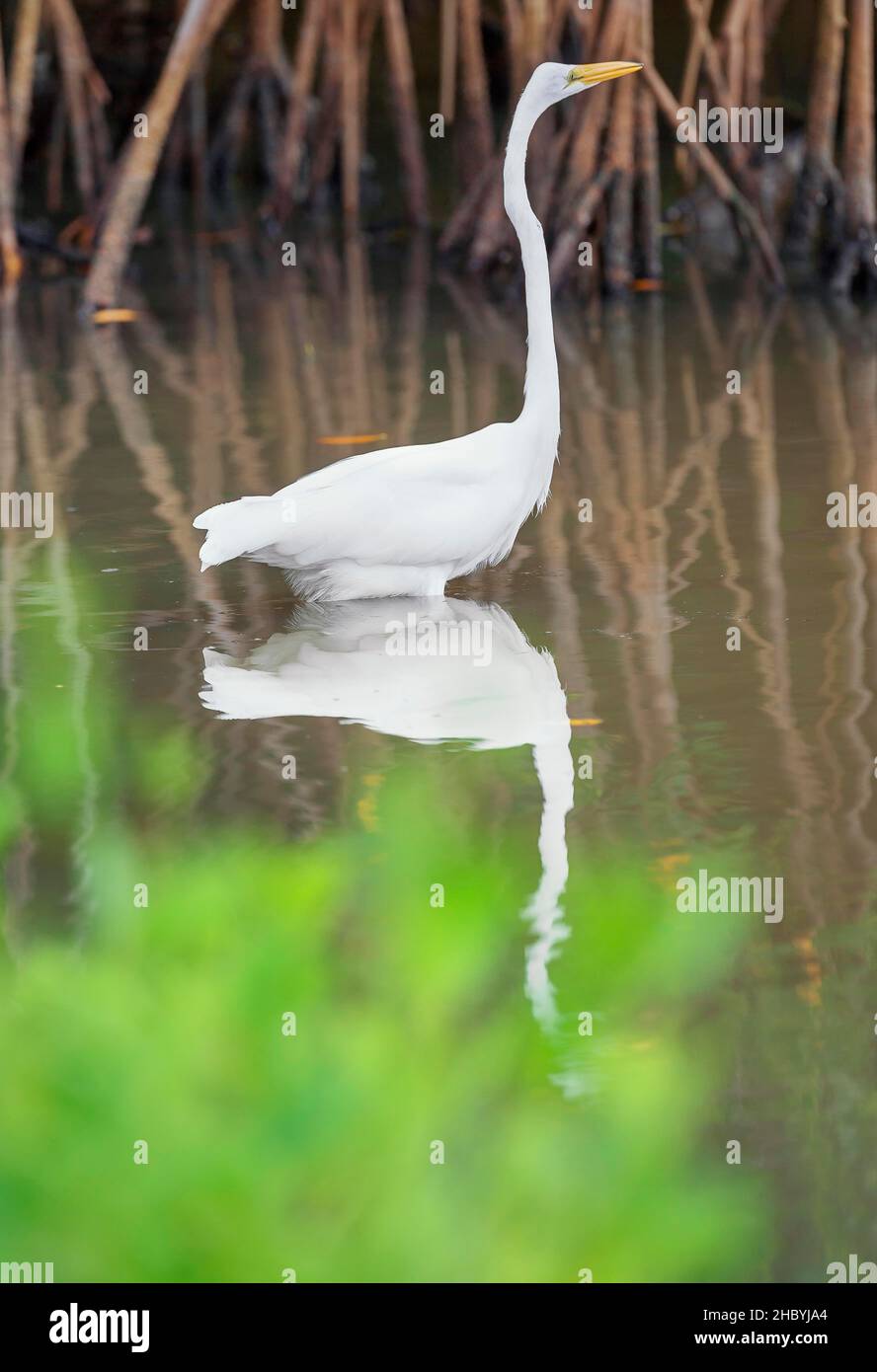Great white egret (Ardea alba) looking for food, Sanibel Island, J.N. Ding Darling National Wildlife Refuge, Florida, USA Stock Photo