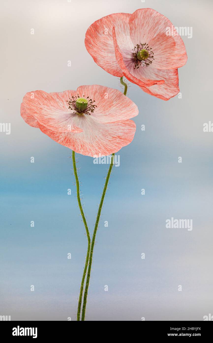Poppies studio hi-res stock photography and images - Alamy