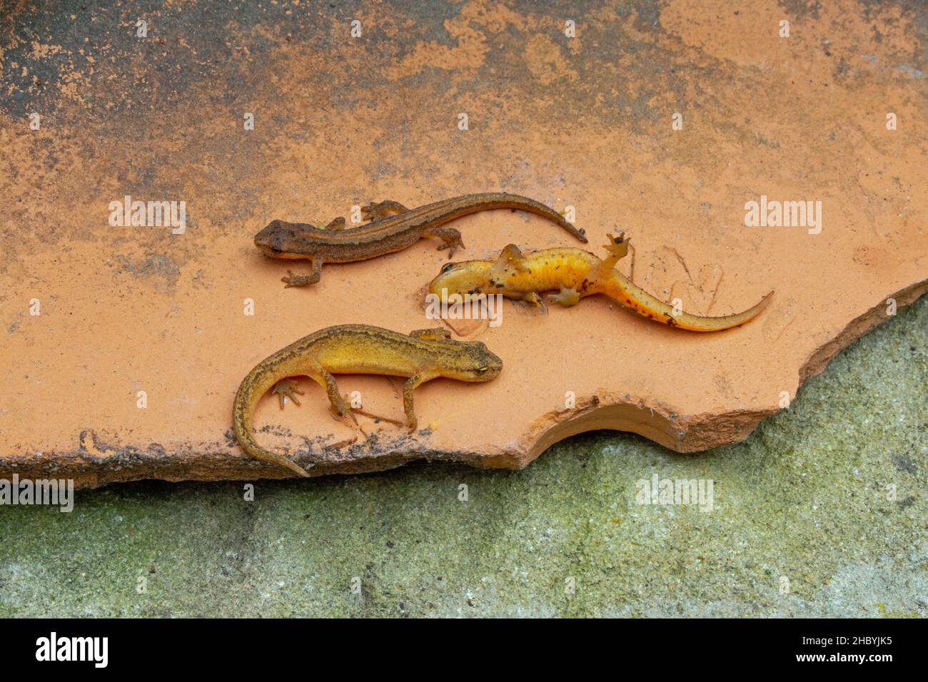 Juvenile, young, Smooth or Common Newts (Lissotriton vulgaris).  Discovered hiding under garden ceramic flower pots. Newts unharmed, feinging dead. Stock Photo