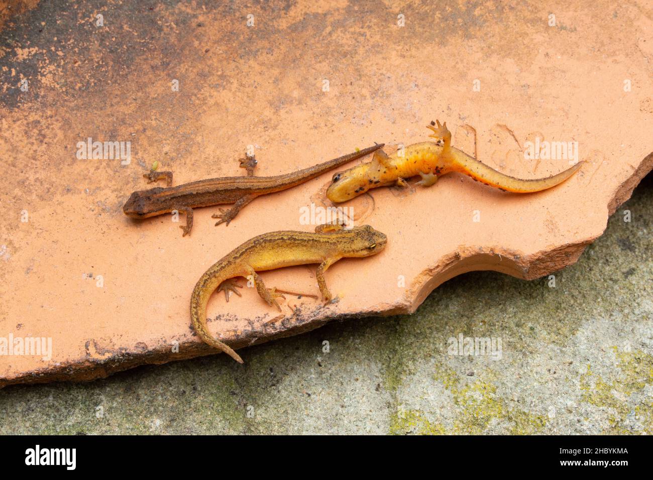 Juvenile, young, Smooth or Common Newts (Lissotriton vulgaris).  Discovered hiding under garden ceramic flower pots. Recently departed from garden pond Stock Photo