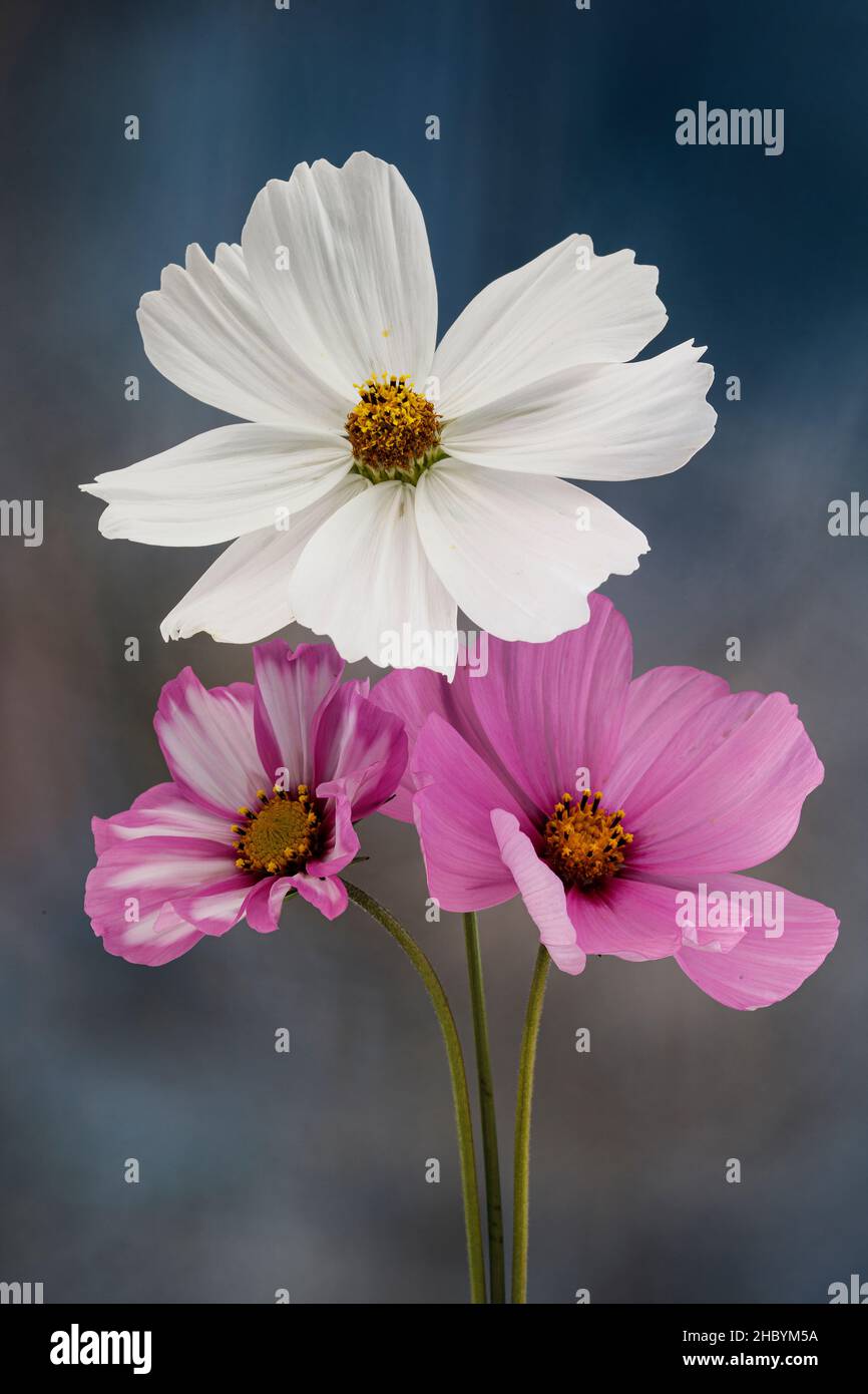 Close up white cosmos flowers hi-res stock photography and images - Alamy