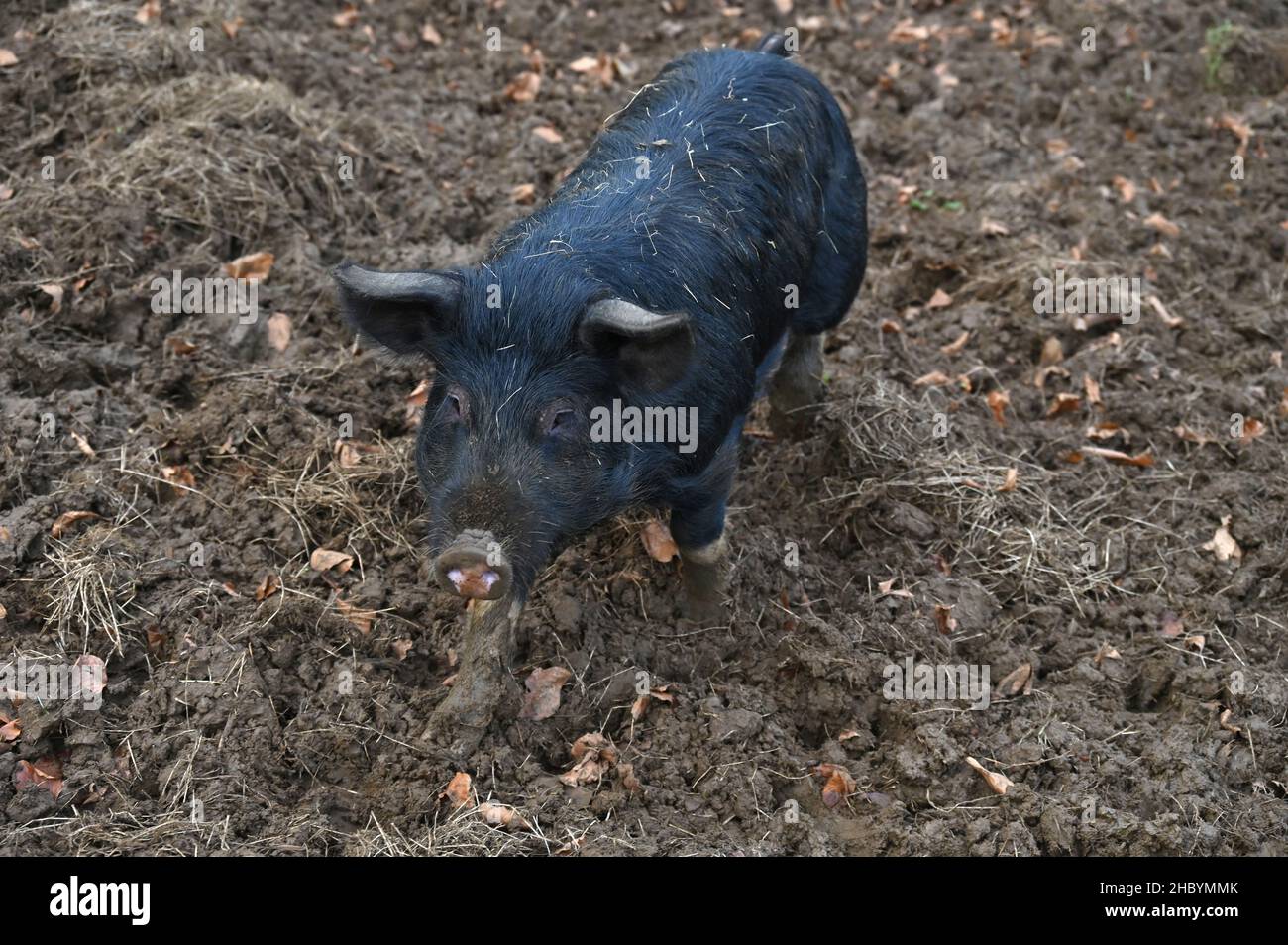 A Berkshire x Gloucester Old Spot weaner pig in a paddock near the north Oxfordshire village of Hook Norton Stock Photo
