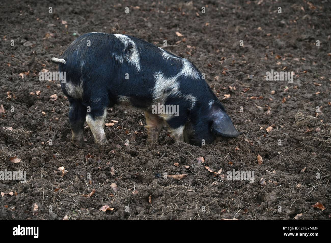 A Berkshire x Gloucester Old Spot weaner pig in a paddock near the north Oxfordshire village of Hook Norton Stock Photo