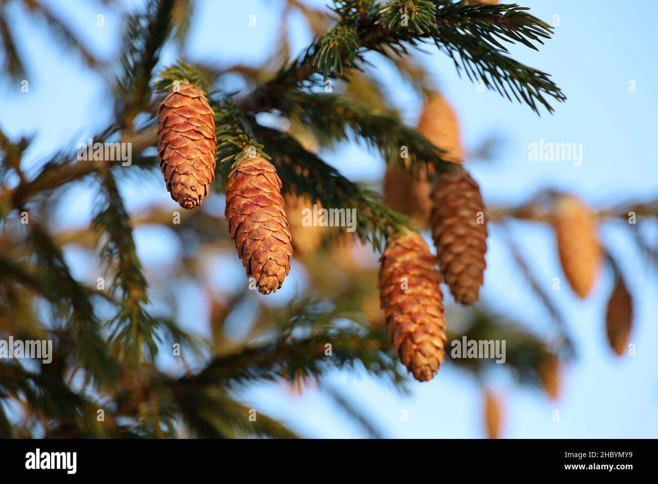 Spruce cones on a fir tree branches against the blue sky Stock Photo