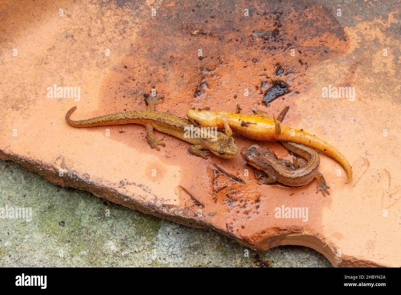 Juvenile Smooth or Common Newts (Lissotriton vulgaris).  Discovered hiding under garden ceramic flower pots. Newts unharmed, feigning dead. Commensal Stock Photo