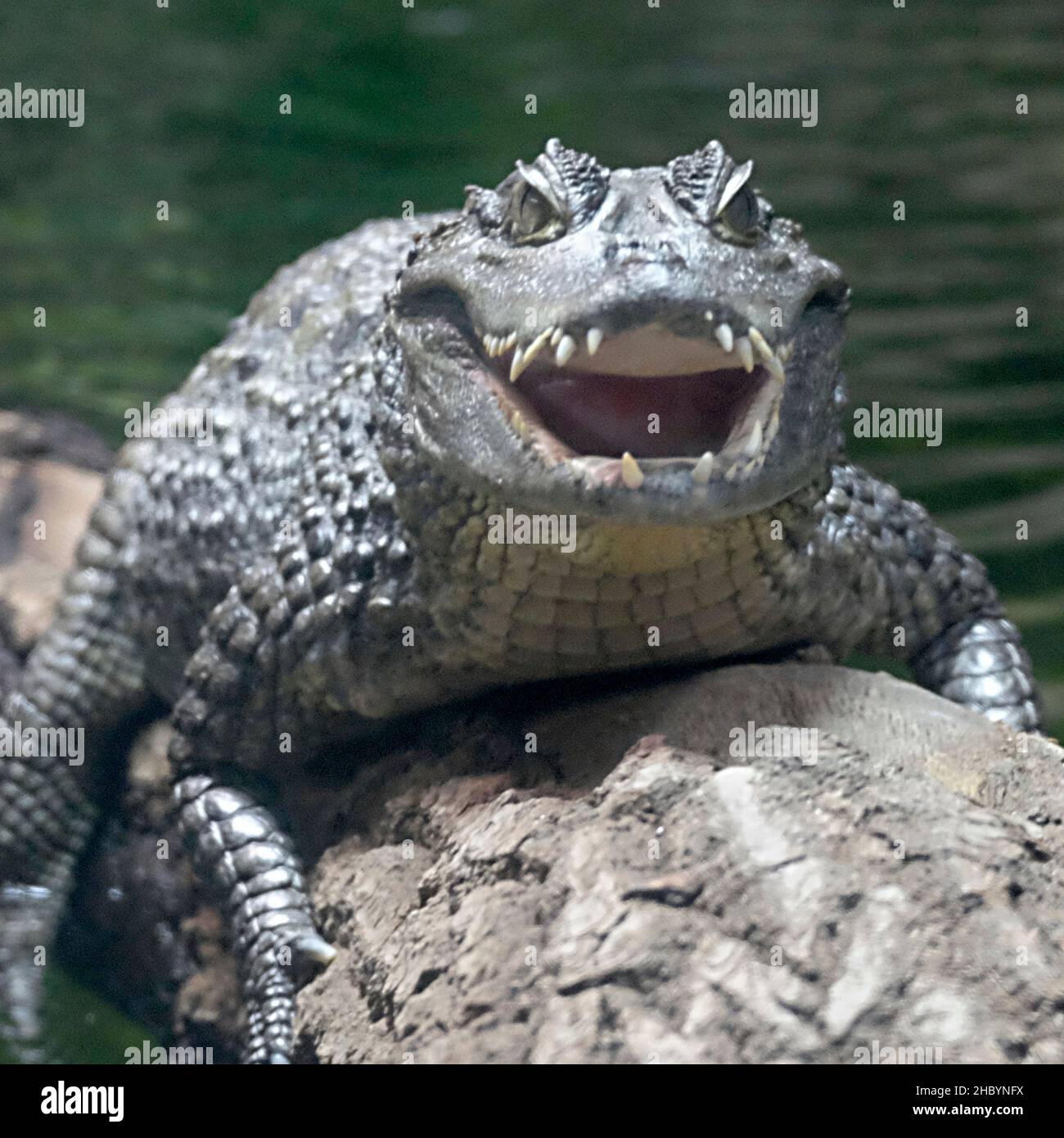 Close up of a spectacled caiman at Chester zoo. Chester, UK. Stock Photo