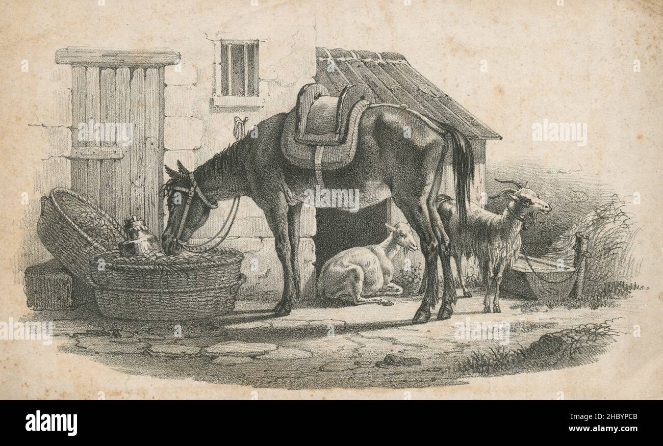 Antique circa 1840 engraving, horse waits for owner who is delivering milk. SOURCE: ORIGINAL ENGRAVING Stock Photo
