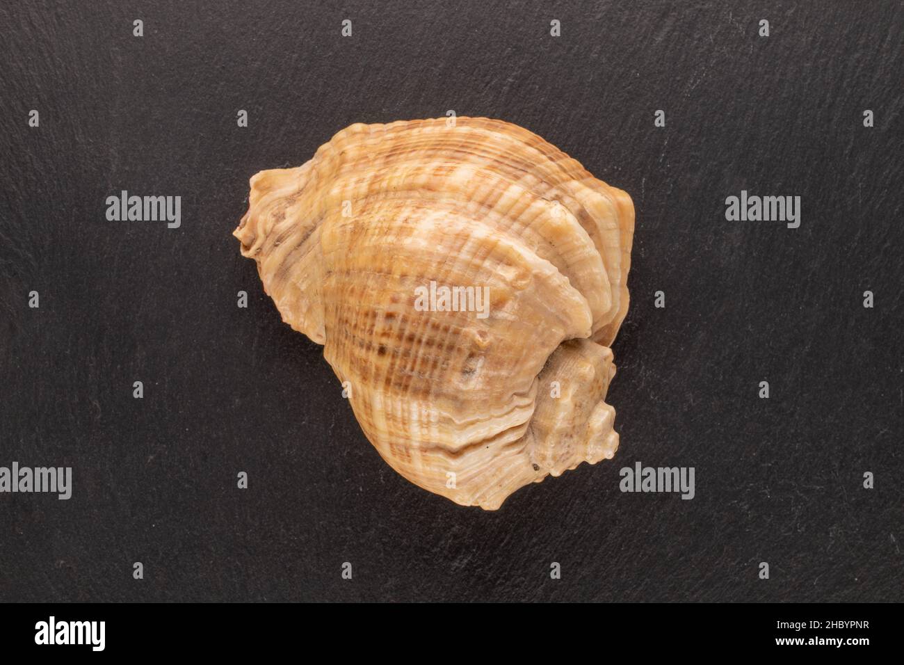 One seashell on a shale stone, close-up, top view. Stock Photo