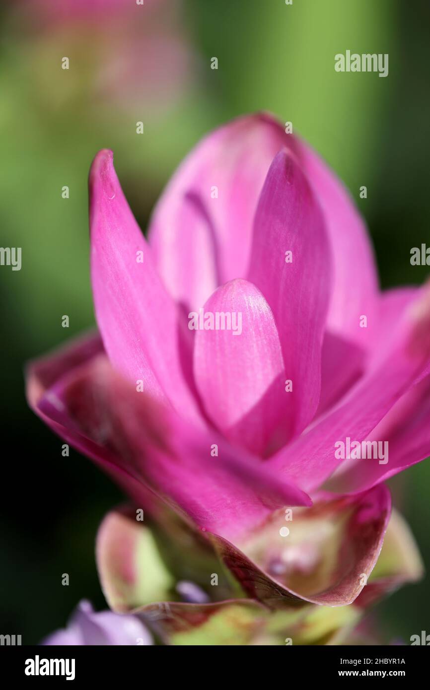 The macro picture of the Siam Tulip flower Stock Photo Alamy