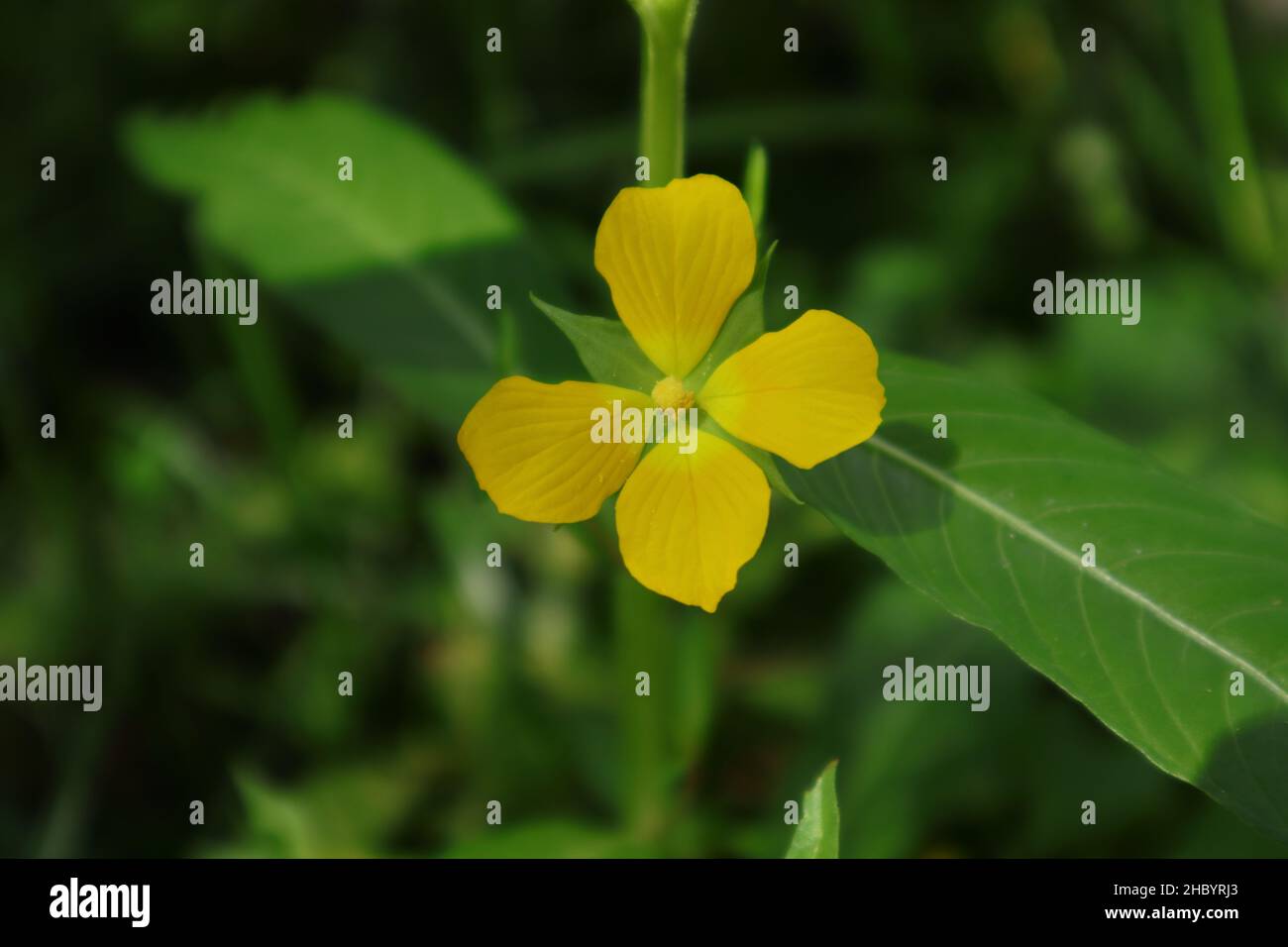 4 petal flower online