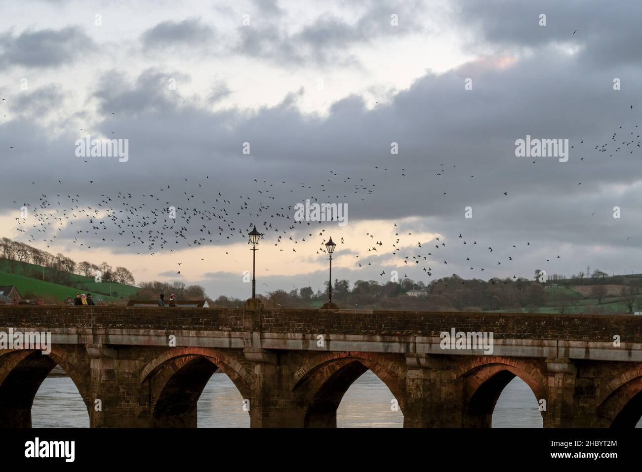 BIDEFORD, DEVON, ENGLAND - 5 DECEMBER 2021: Starlings gather near the ancient Long Bridge, under which they roost for the night. Stock Photo