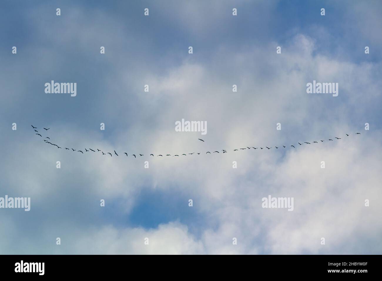 Silhouette of birds flock flying on cloudy sky. Migrating animals Stock Photo