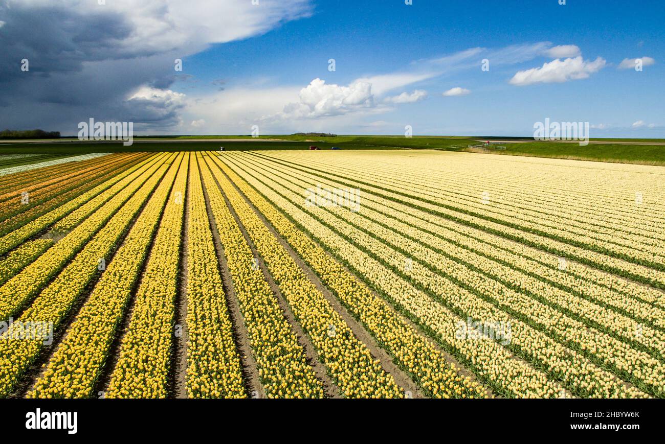 Tulip fields in the north of the Netherlands Stock Photo - Alamy