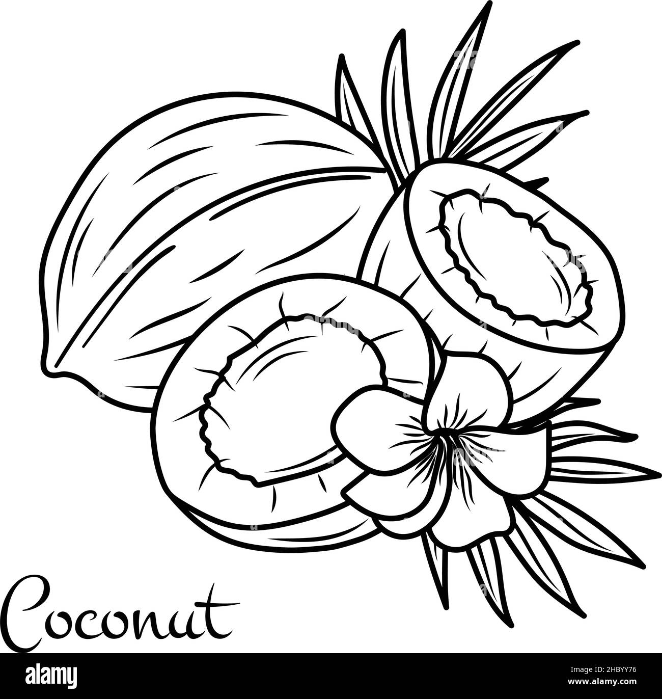 Vector coconut hand drawn sketch with palm leaf. Sketch vector tropical food illustration. Vintage style Stock Vector