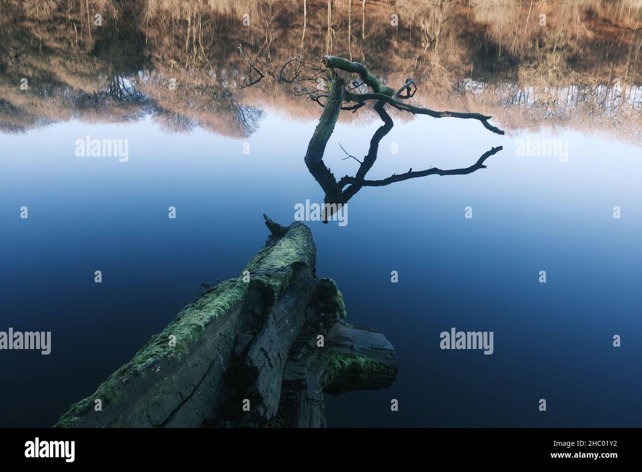 fallen tree lying in the still cold water in the lake on a winters morning lonely feelings of emptiness Stock Photo