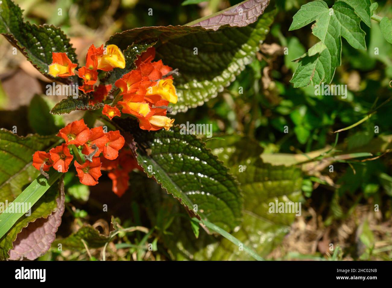 Photo of begonia taken in the Dominican Republic. The picture shows a beautiful flower with red and yellow petals. The view of the photo is directed t Stock Photo