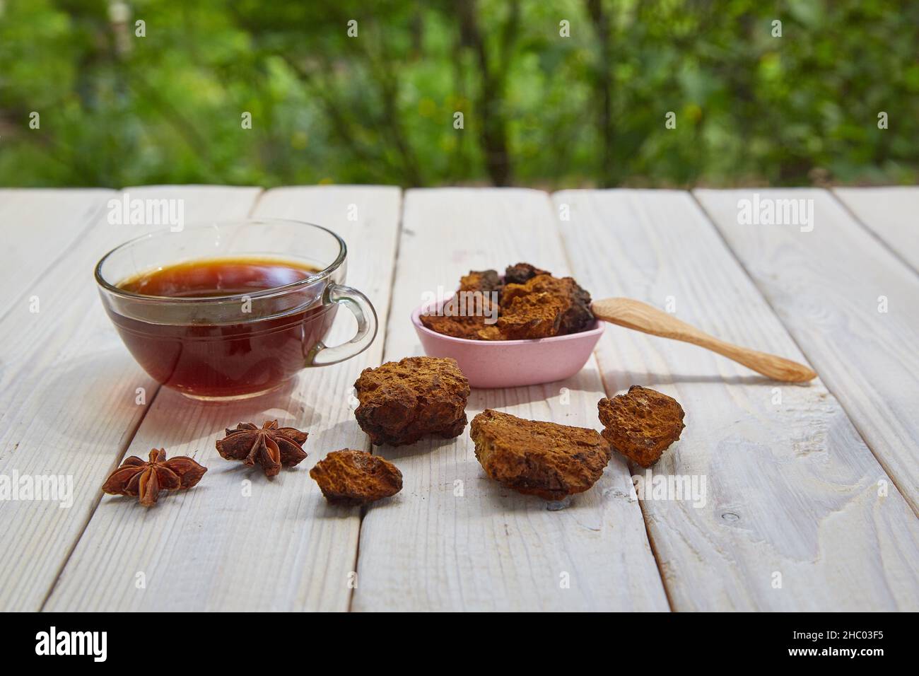 Chaga mushroom inonotus obliquus growing hi-res stock photography and ...