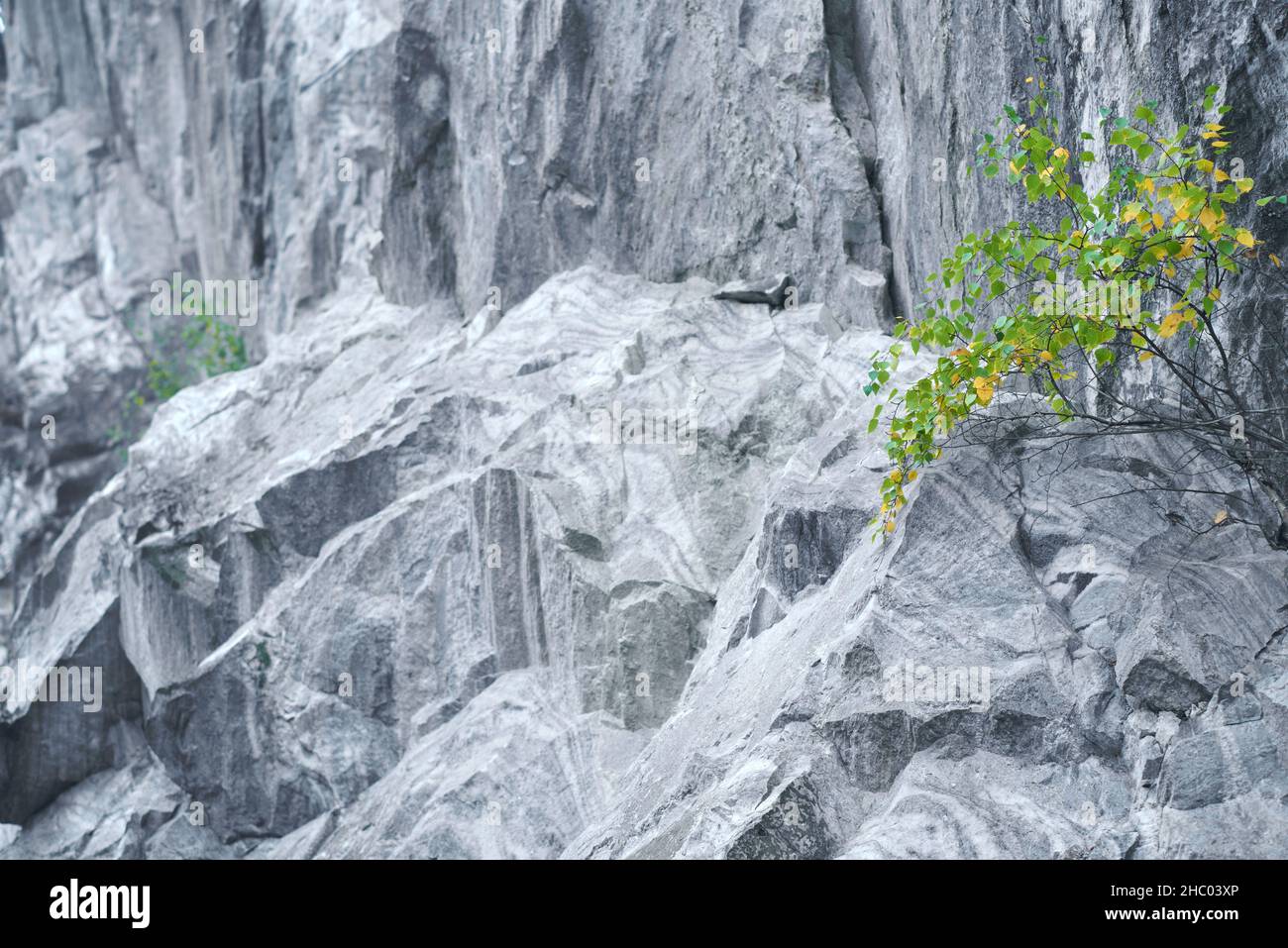 Little tree with green and yellow leaves grows in marble wall. Tenacity and vitality concept Stock Photo