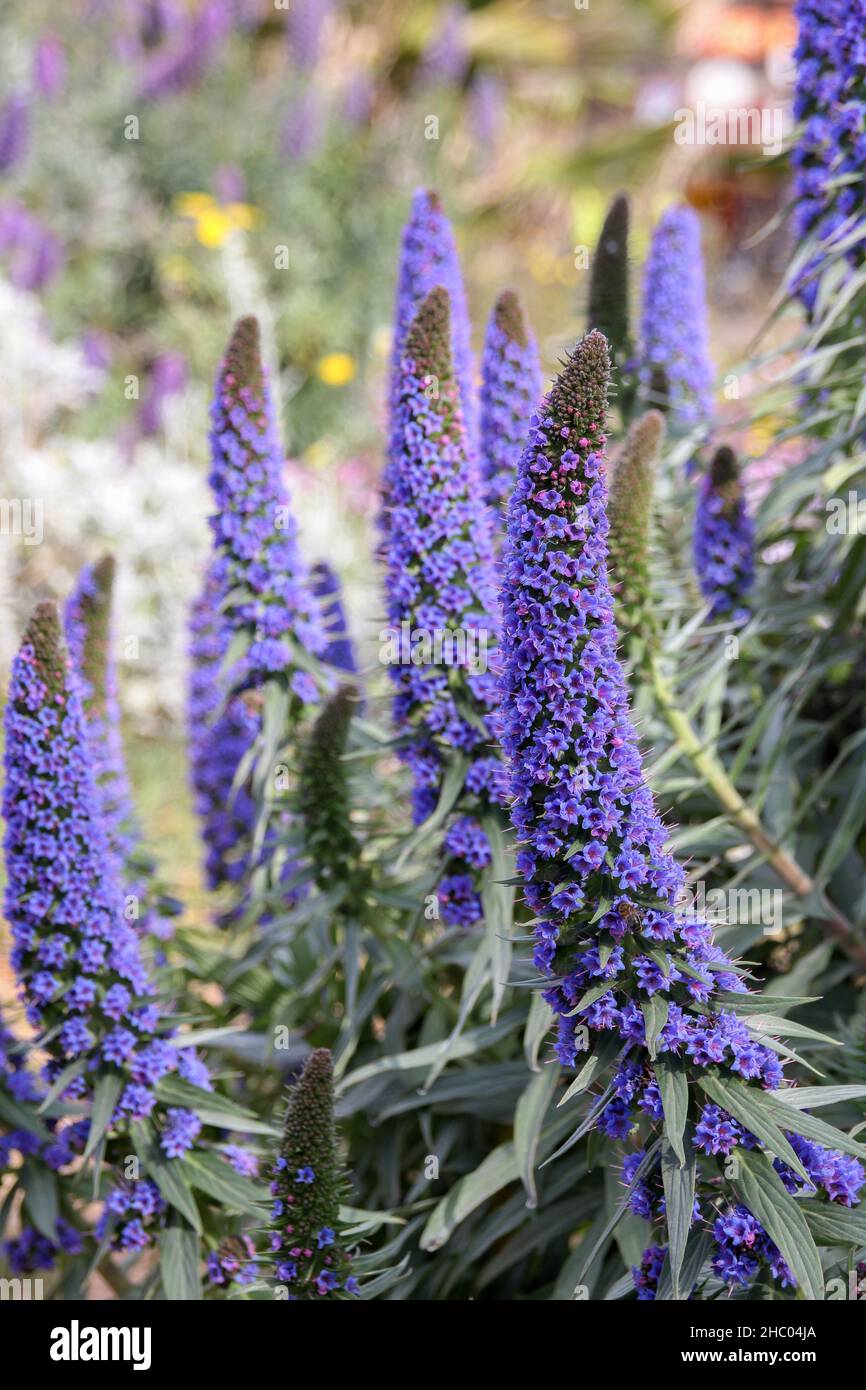 Lila blue flower - the Pride of Madeira (echium candicans) in full blossom Stock Photo