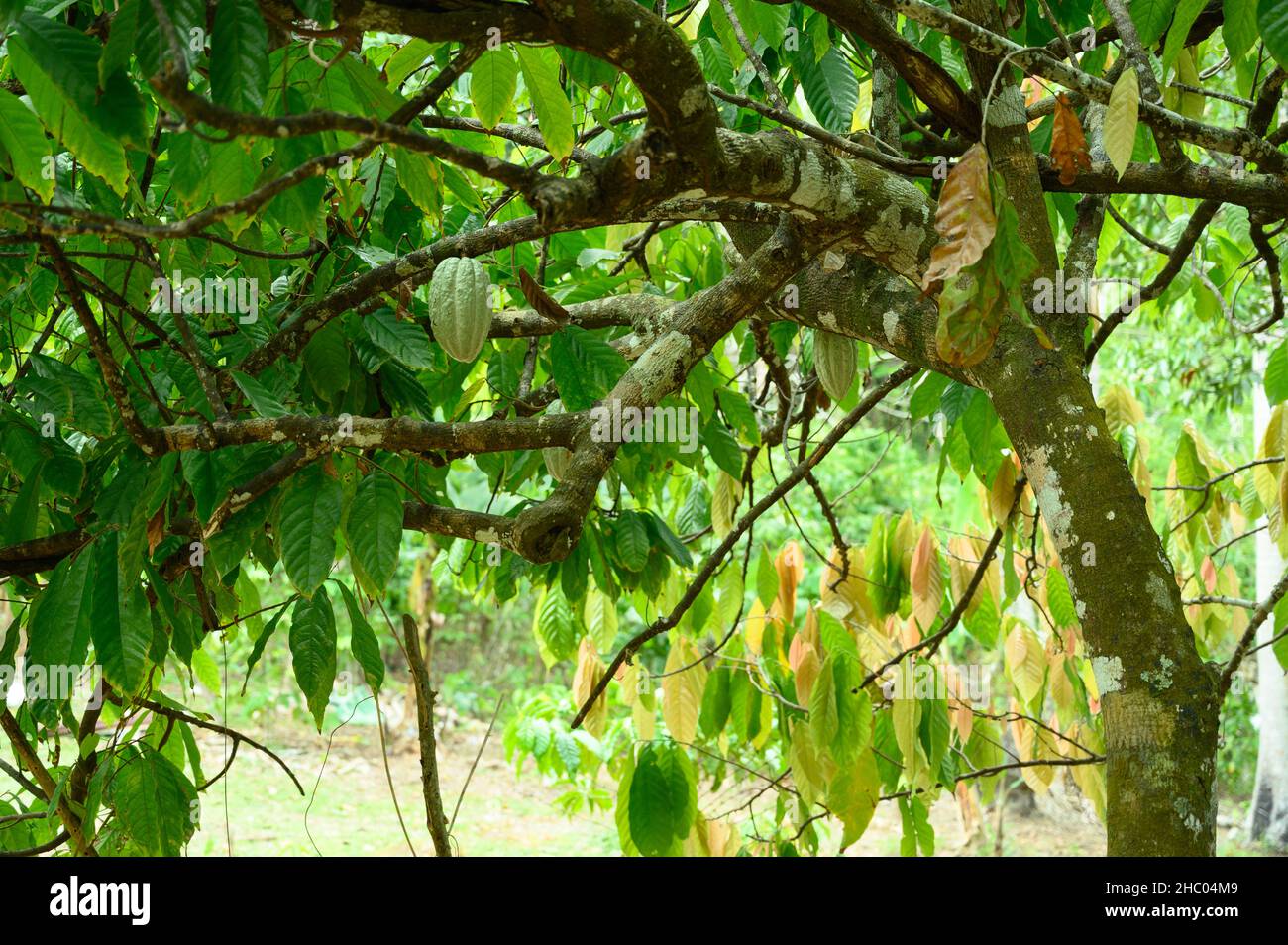 The photo shows a cocoa tree. The exotic tree has many yellow cocoa
