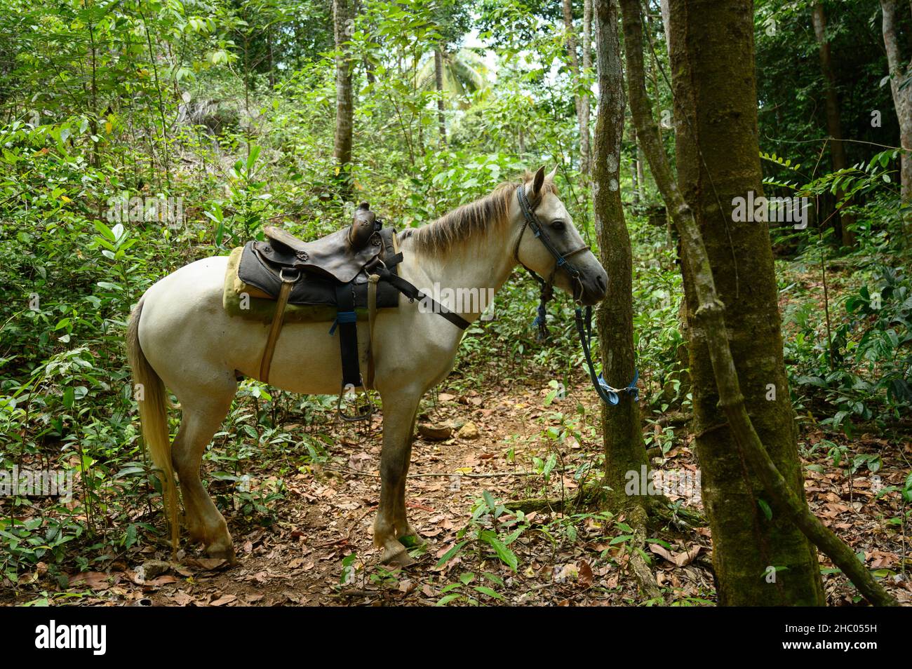 The photo shows a horse, close-up of its head and part of the body. The stallion in the photo is white. The picture shows a horse resting in the jungl Stock Photo