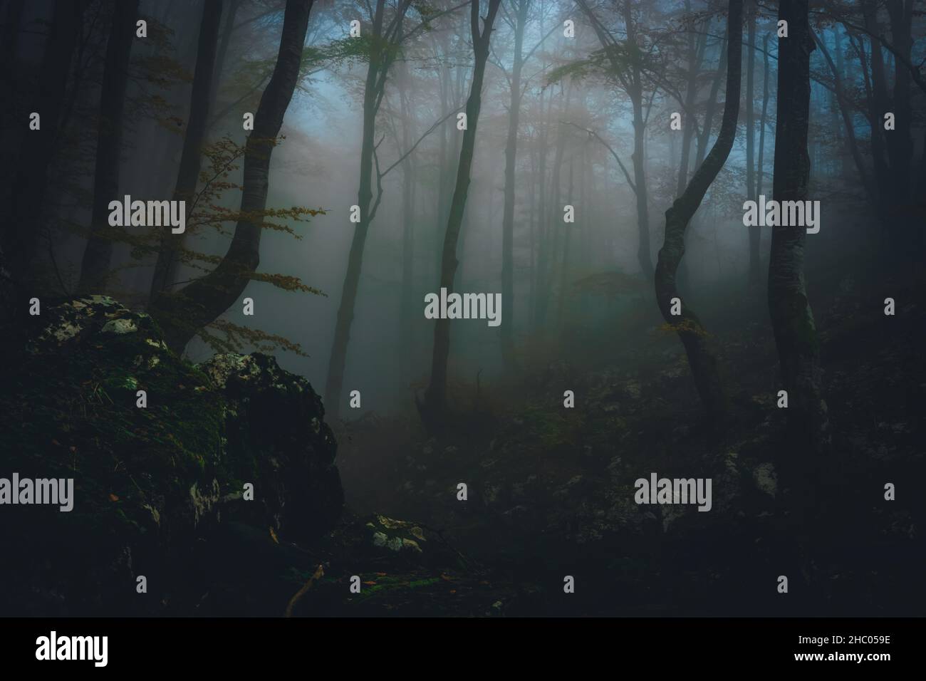 Dense fog in dark forest at autumn. Beautiful landscape of nature ...