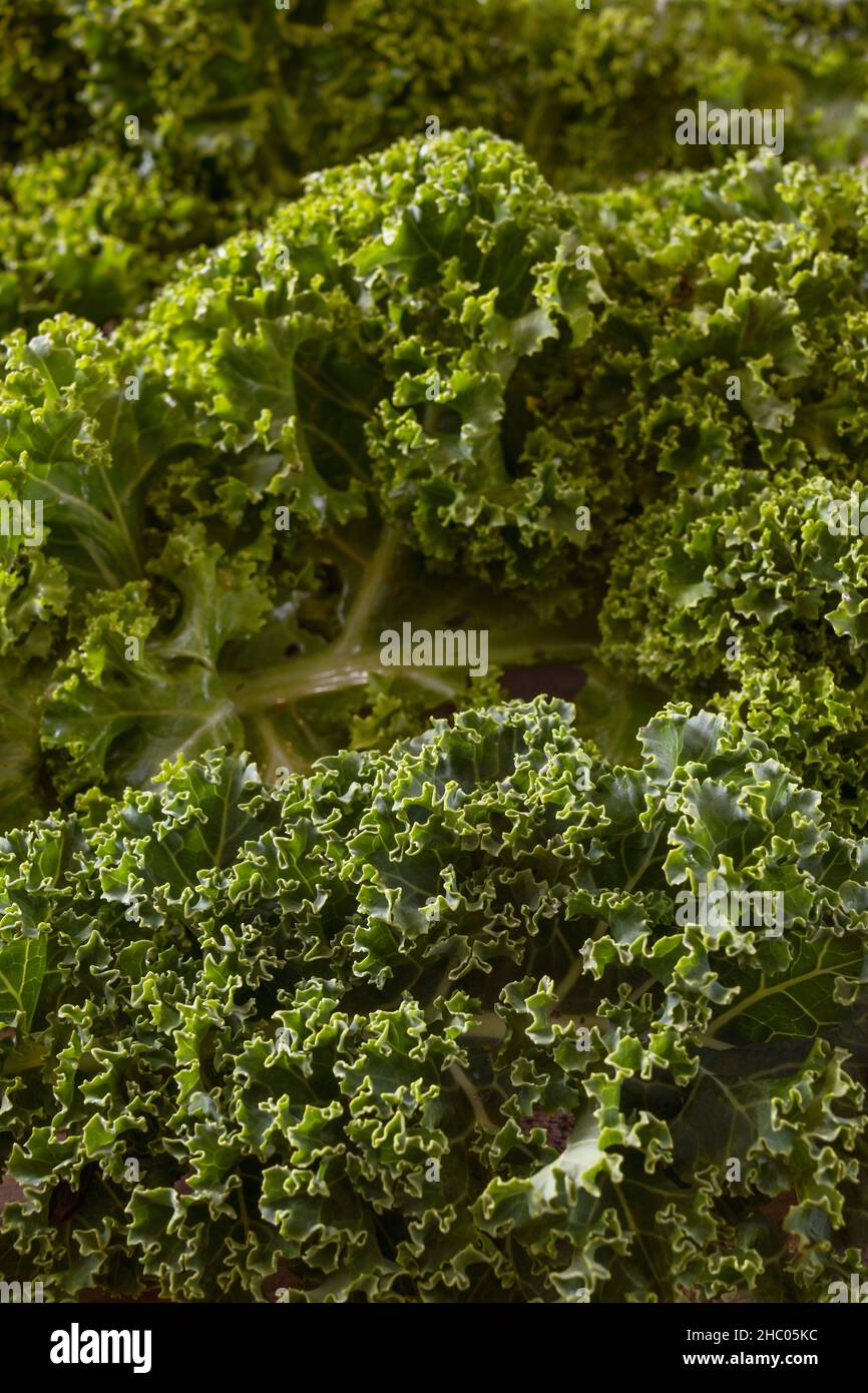 Kale or green leaf cabbage, full frame image of the curly leaves, healthy winter vegetable rich in vitamins, copy space, selected focus, narrow depth Stock Photo