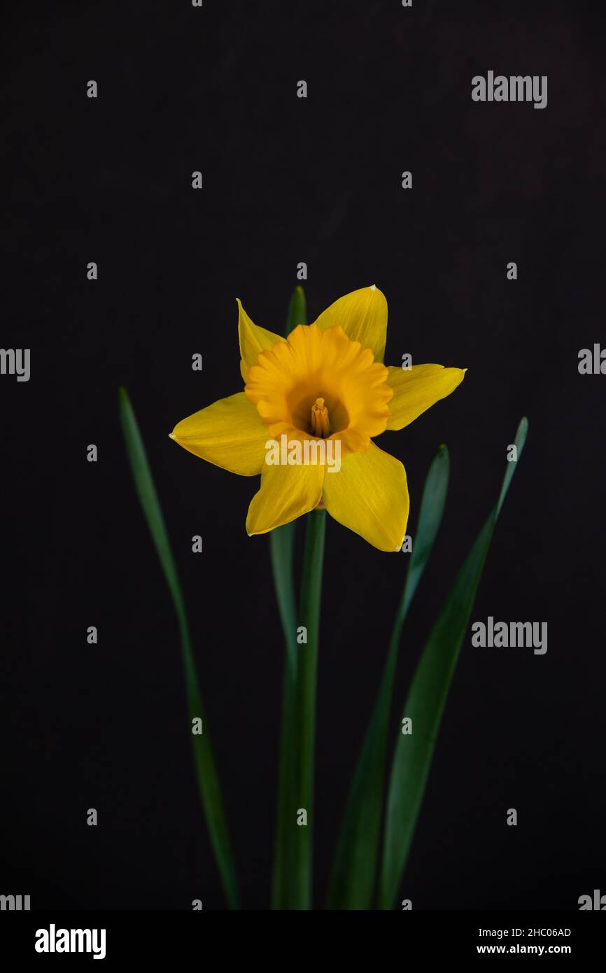 Beautiful single yellow daffodil on black background. Stock Photo