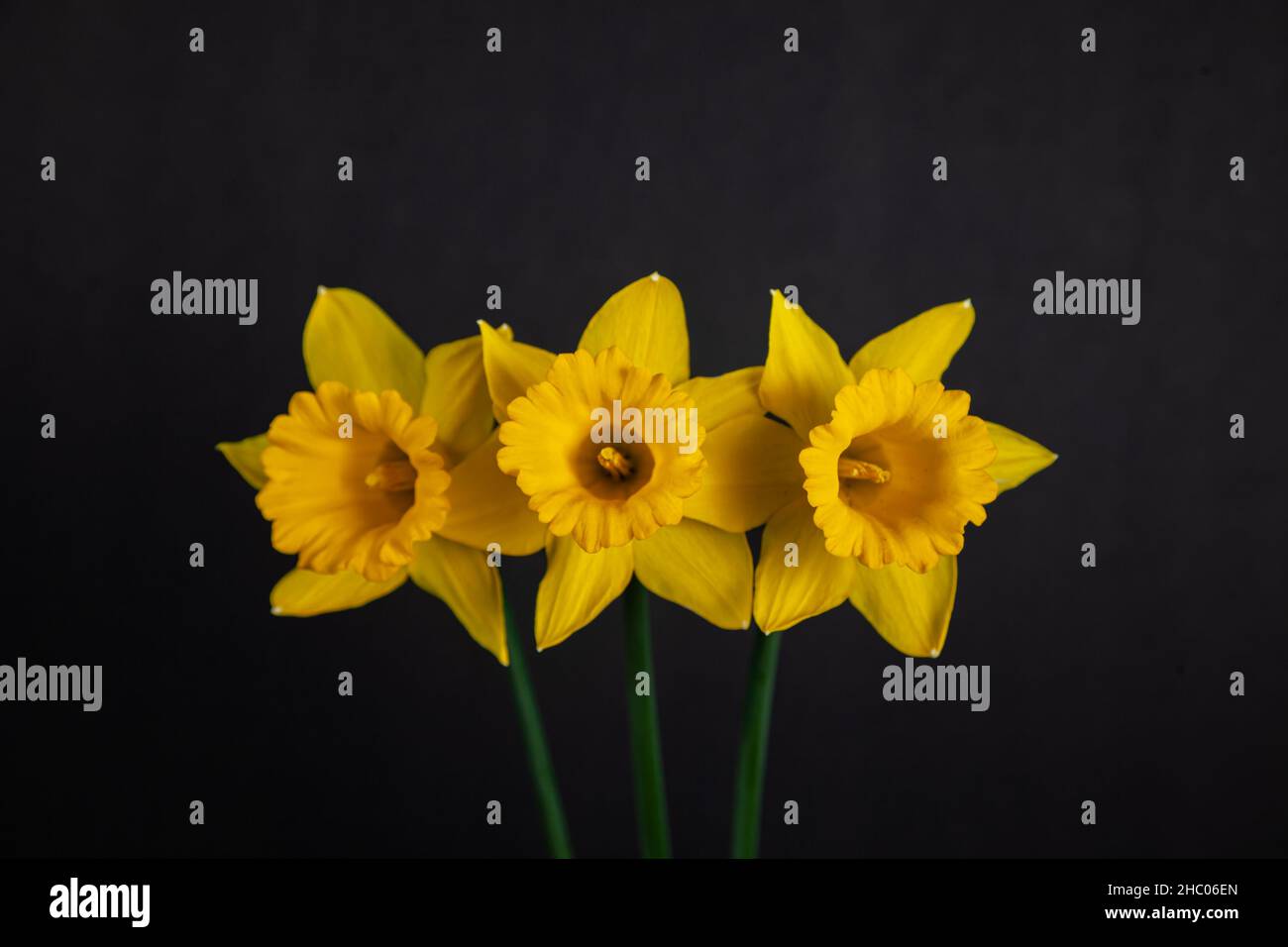 Three yellow daffodils isolated on black background. Stock Photo