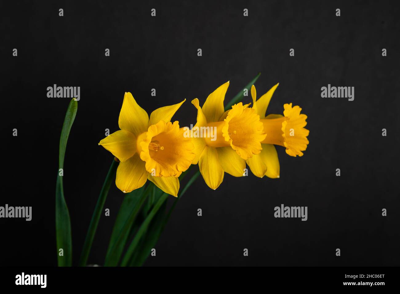 Three yellow daffodils isolated on black background. Stock Photo