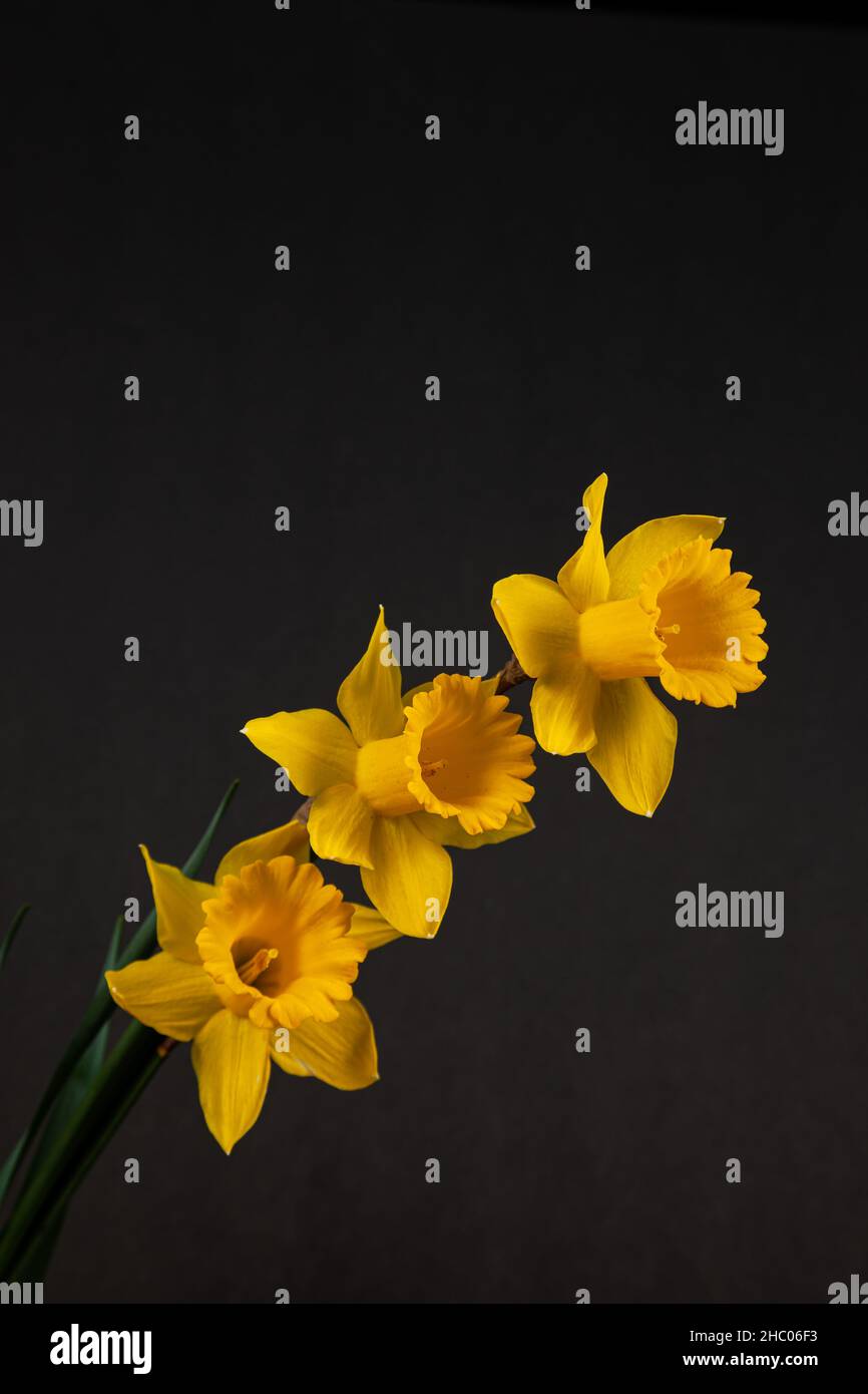 Three yellow daffodils isolated on black background. Stock Photo