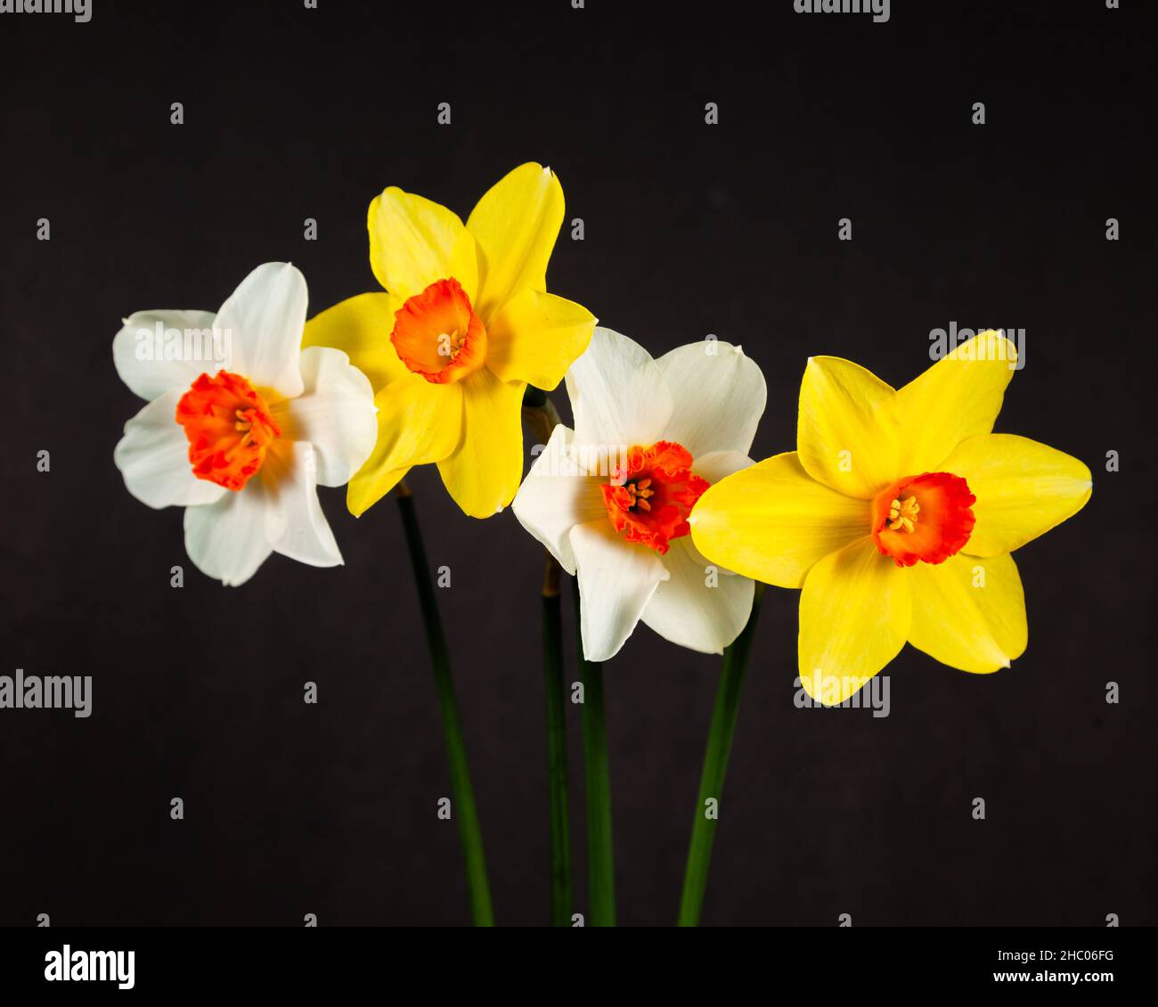Yellow and white daffodils isolated on black background. Stock Photo