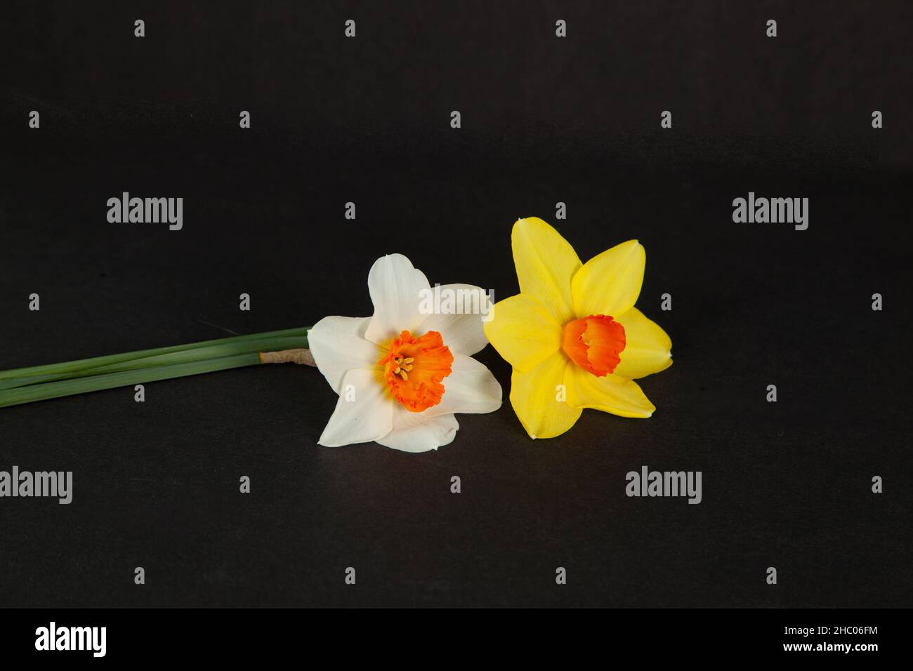 Yellow and white daffodils isolated on black background. Stock Photo