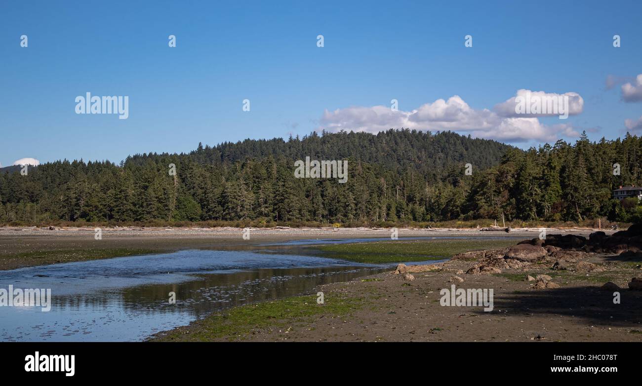 Canadian west coast beach landscape with sand and trees. View of a shoreline at wild pacific trail in Vancouver Island Stock Photo