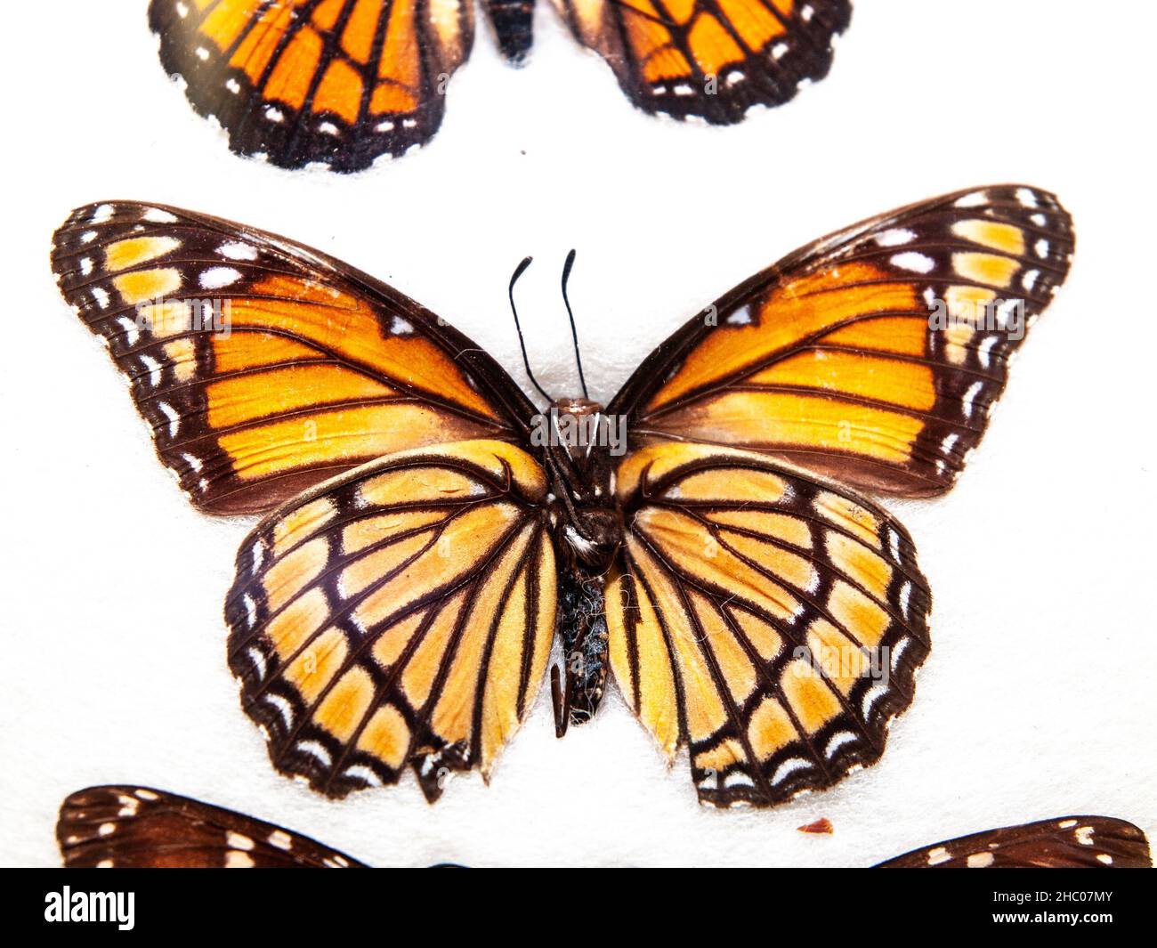 Monarca butterfly hires stock photography and images Alamy