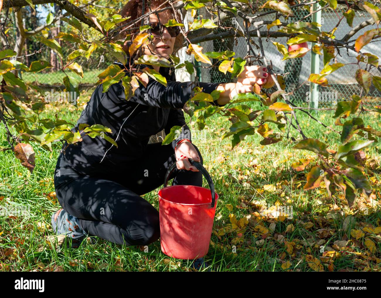 Woman hand picking organic apples in orchard. Stock Photo