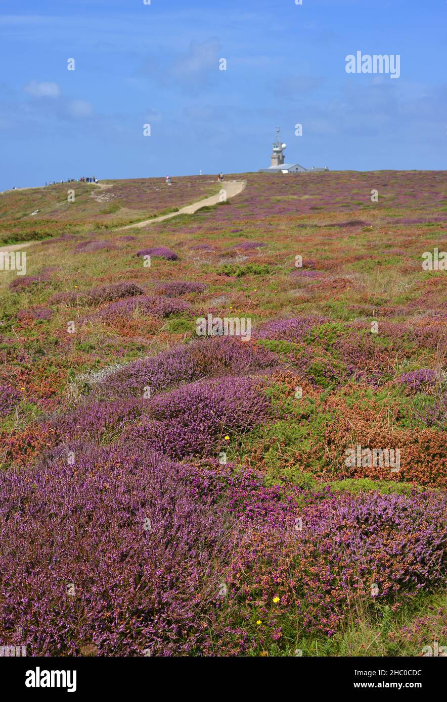 Multicolored Calluna Vulgaris plants and view to the nautical station at Pointe du Raz, Plogoff, France Stock Photo